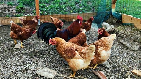 Raznolika živina na ekološki kmetiji