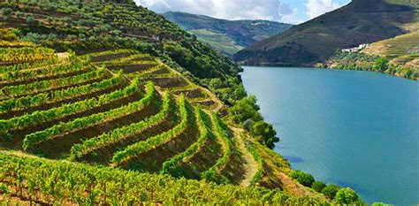 Vinogradi v dolini Douro