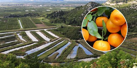 Nasadi mandarin v dolini Neretve