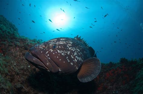 Kit v Jadranskem morju