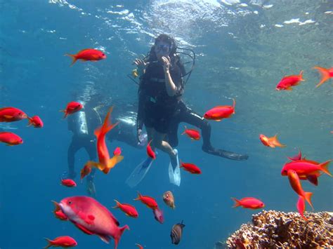 Pisani koralni grebeni Rdečega morja s pisanimi ribami