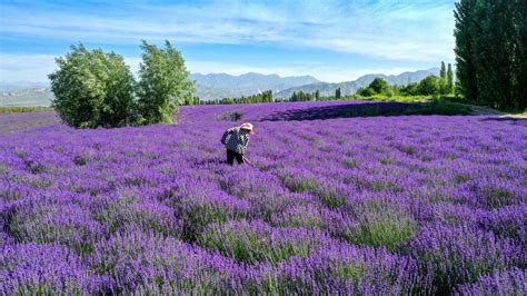Polja sivke na otoku Hvar