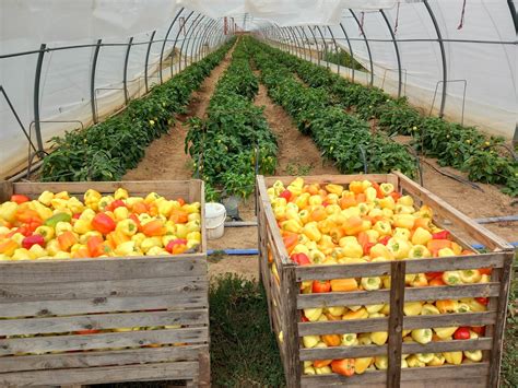 Družinska kmetija s polji žit in zelenjave