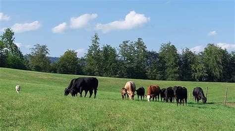 Ekološka kmetija s pašniki in živalmi