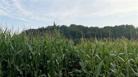 Polje koruze s sledmi škode zaradi divjadi