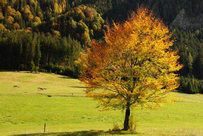 Simbolično drevo v gozdu