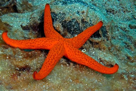 Podvodni svet Rdečega morja s pisanimi koralami in ribami