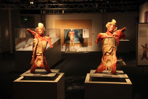 Plakat razstave Bodies Revealed z anatomsko risbo človeškega telesa