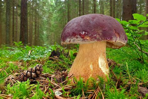 Edinstveno bivališče vkopano v hrib