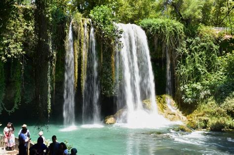 Ilustracija angorske mačke, ki izvira iz Turčije.