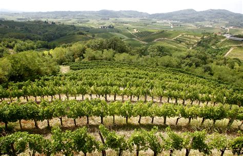 Vinogradi v slovenski Istri