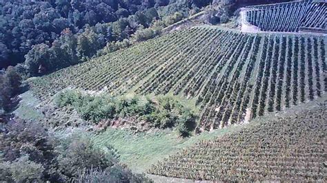 Vinograd na obronkih Slivnice