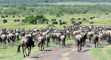 Velika migracija gnujev v narodnem parku Serengeti