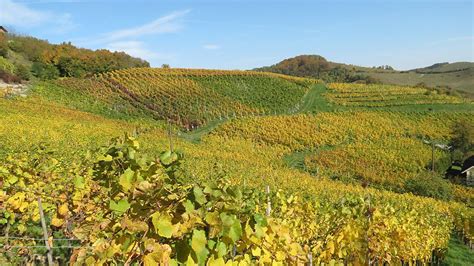 Pokrajina Prekmurja z vinogradi