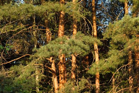 Borov gozd ob Gostišču Albert