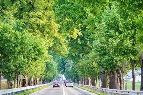 Napoleonov drevored v Logatcu