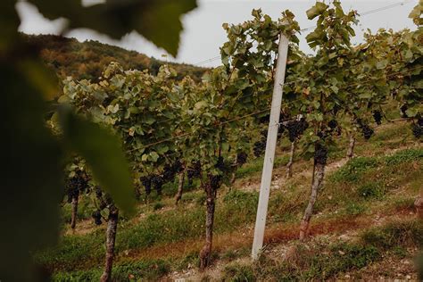 Vinogradi na Trški gori