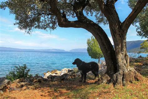 Hrvaška obala s psom