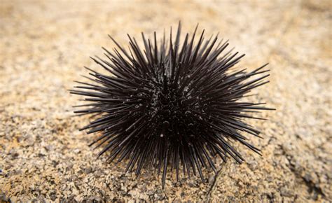 Morska vidra in morski ježki