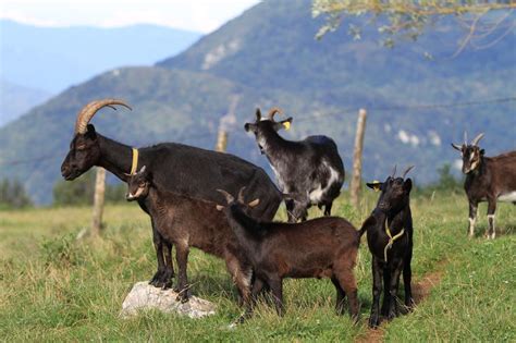 Drežniške koze na skalnatem terenu