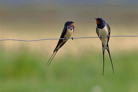 Ptice selivke v Sečoveljskih solinah