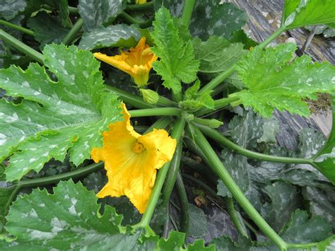 Ilustracija bučke sorte Solnyshko