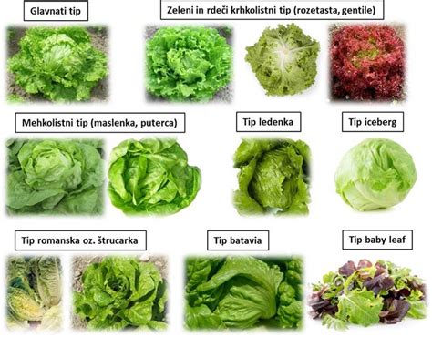 Različne vrste solat na solatnem bifeju