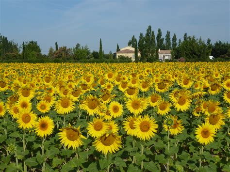 Tipična kraška pokrajina s suhozidi in kraškimi polji