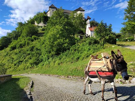Divji oslički na polotoku Karpaz