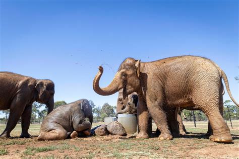 Čreda slonov v Amboseliju s Kilimandžarom v ozadju