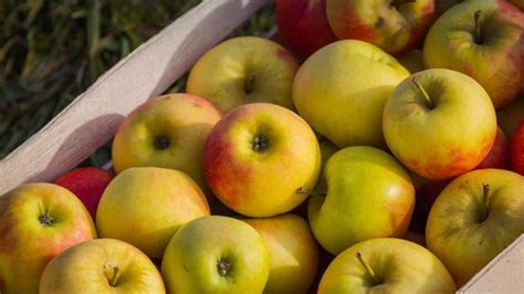 Otrok uporablja barvne pincete za pobiranje malih predmetov