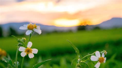 Slika majhne srbske vasi s hišami in zelenjem