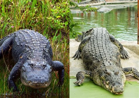 Aligator v Evergladesu