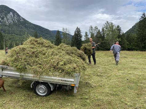 Bizon, ki se prosto sprehaja po travniku v narodnem parku Yellowstone