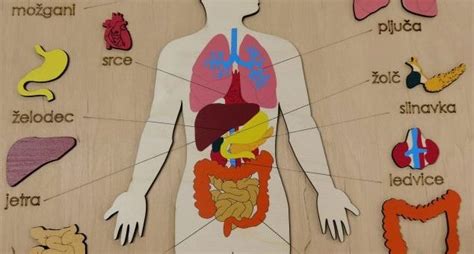 Diagram človeškega telesa z označenimi prizadetimi organi pri mišji mrzlici