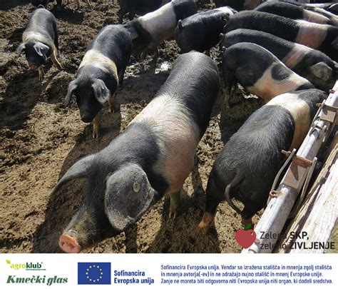 Prašič pasme mangulica na pašniku