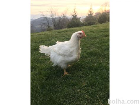 Piščanci proste reje na kmetiji