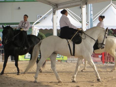 Urugvajska pampa s konji in kavboji