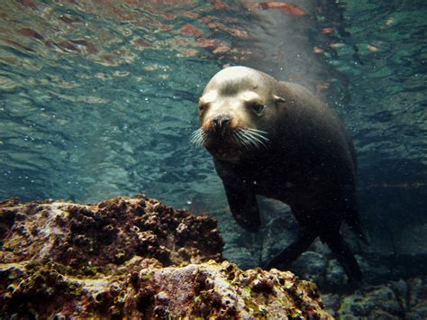 Morski levi na obali v bližini Ushuaije