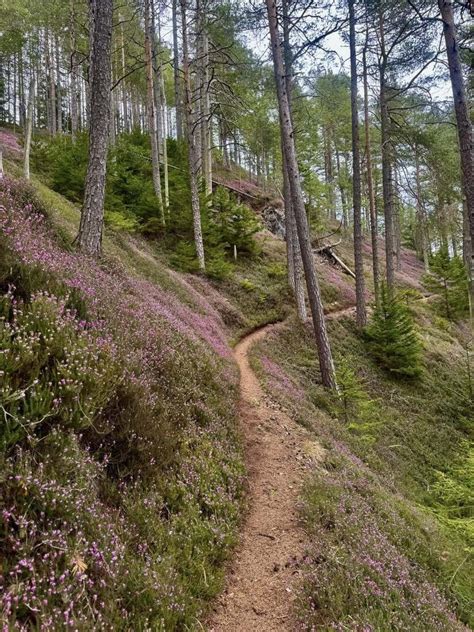 Pogled na Ubrani park v Žerjavu z leseno opremo