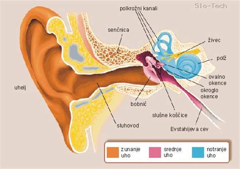 Prečni prerez človeškega ušesa