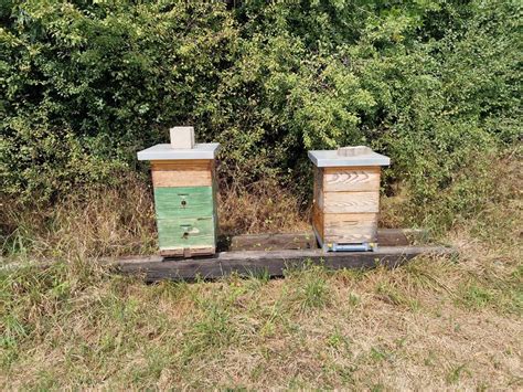 Panj s čebelami na Šolti