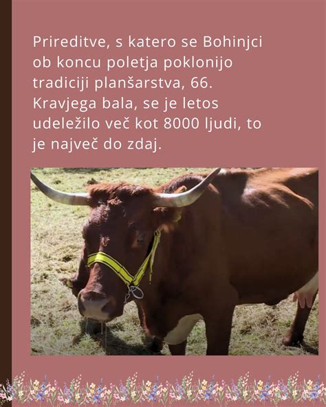 Ilustracija tradicionalnega Kravjega bala