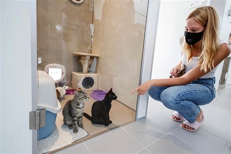 Iskalnik živali na spletni strani zavetišča