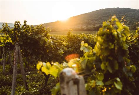 Vinogradi v okolici Egra