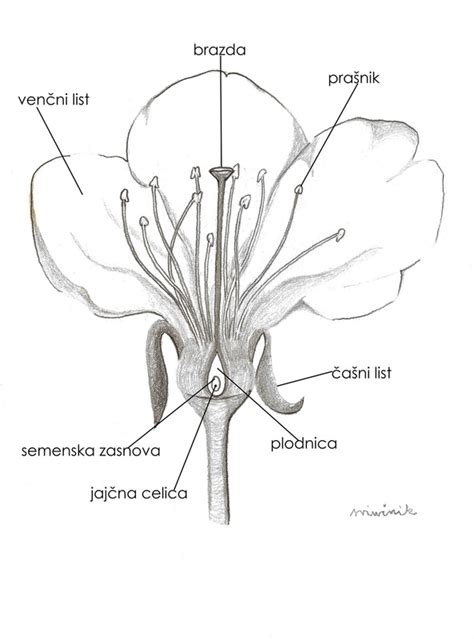 Diagram pletne z označenimi deli