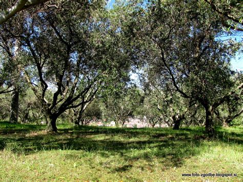 Istrski oljčni nasadi