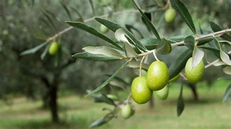 Oljčna veja kot simbol