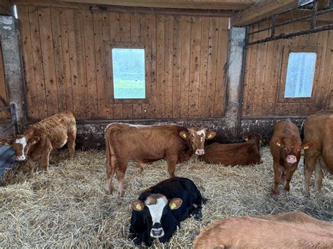 Ilustracija različnih pasem goveda