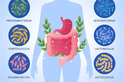 Ilustracija črevesne flore z označenimi probiotiki